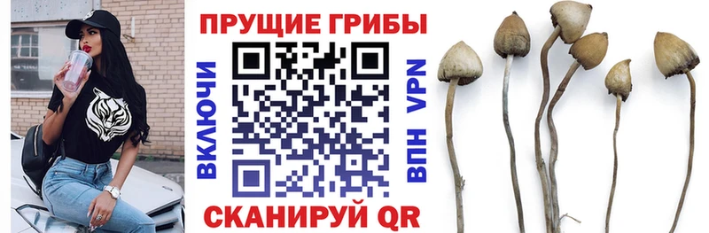 сколько стоит  Карачаевск  Галлюциногенные грибы мухоморы 